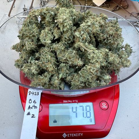 OG#2 growlog timeline photo