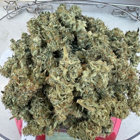 OG#2 growlog timeline photo