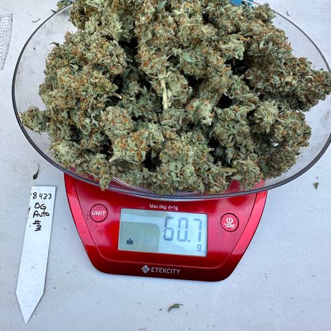 OG #3 growlog photo: 60 grams