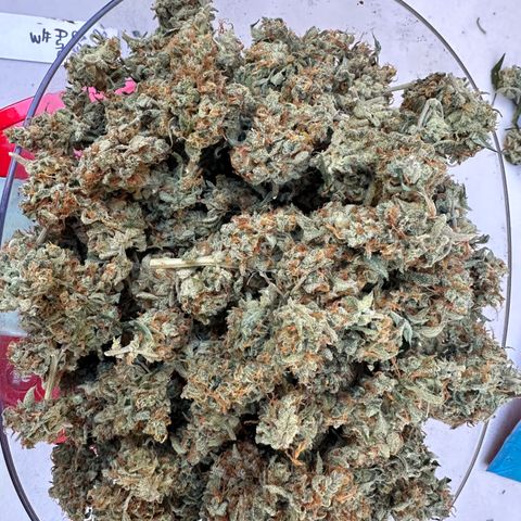 OG #3 growlog photo: 60 grams