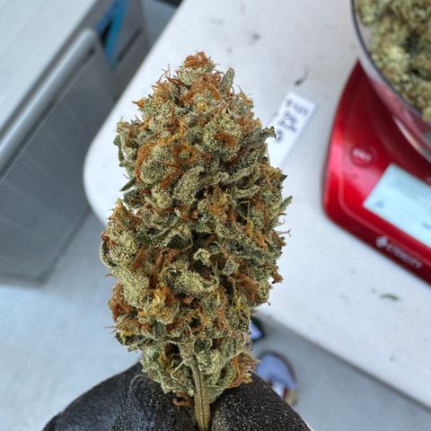 OG #3 growlog photo: 60 grams