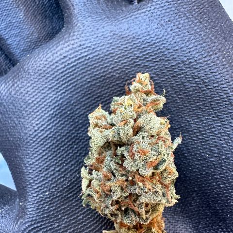 OG #3 growlog photo: 60 grams
