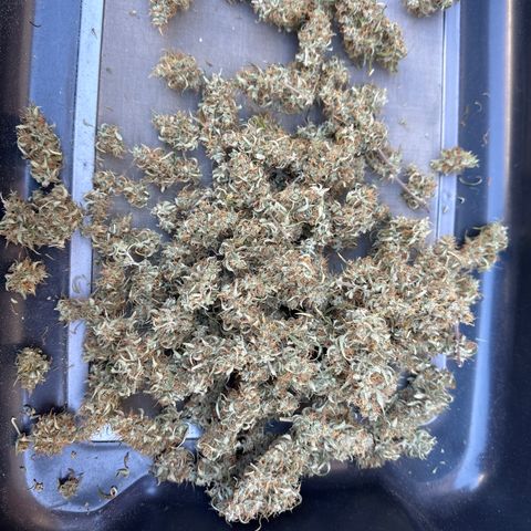 OG#4 growlog timeline photo