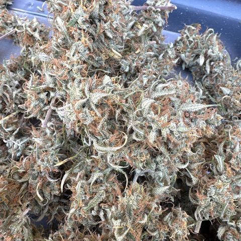 OG#4 growlog timeline photo