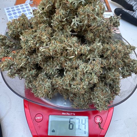 OG#4 growlog timeline photo