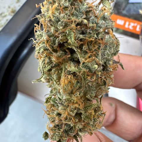 OG#4 growlog timeline photo
