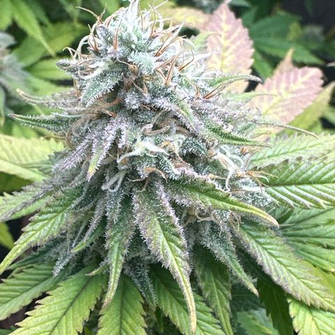 FPOG#1  growlog timeline photo