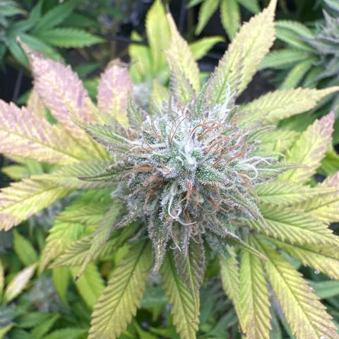 FPOG#1  growlog timeline photo