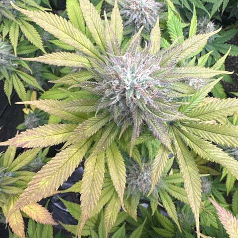 FPOG#1  growlog timeline photo