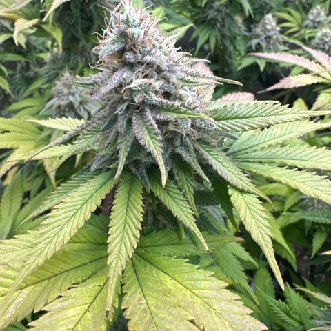 FPOG#1  growlog timeline photo