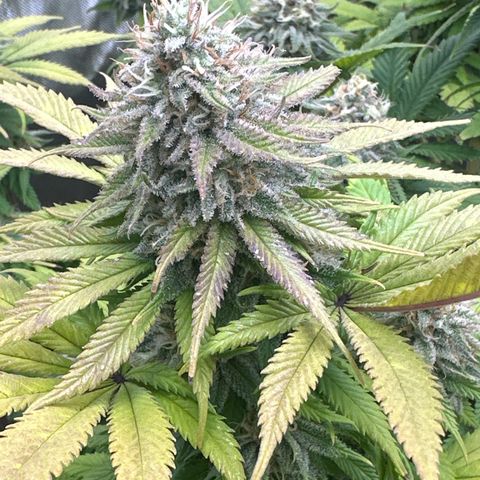 FPOG#1  growlog timeline photo