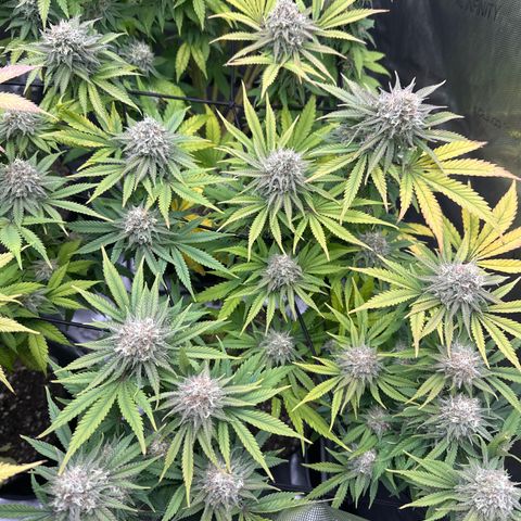 GL #3 growlog timeline photo