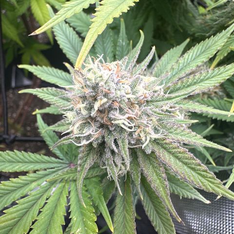 GL #3 growlog timeline photo