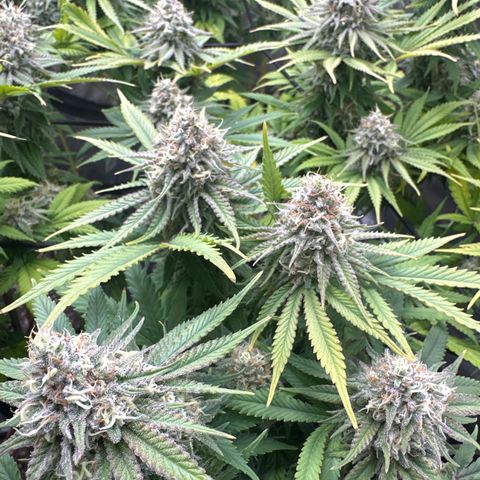 GL #3 growlog timeline photo