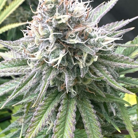 GL #3 growlog timeline photo
