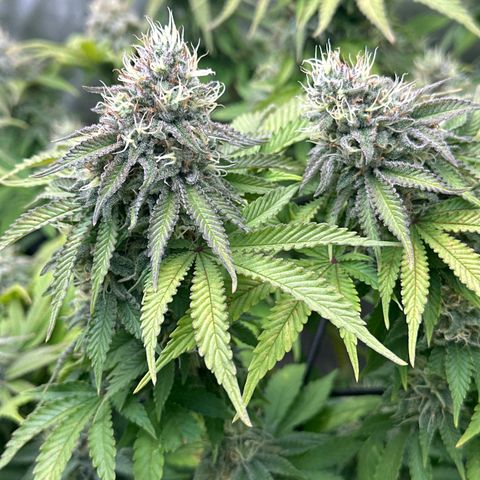 GL#5 growlog timeline photo