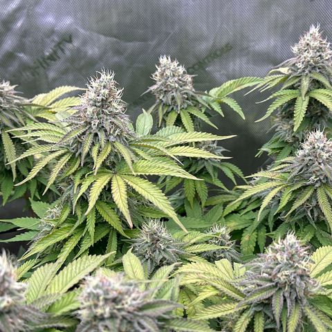 GL#5 growlog timeline photo