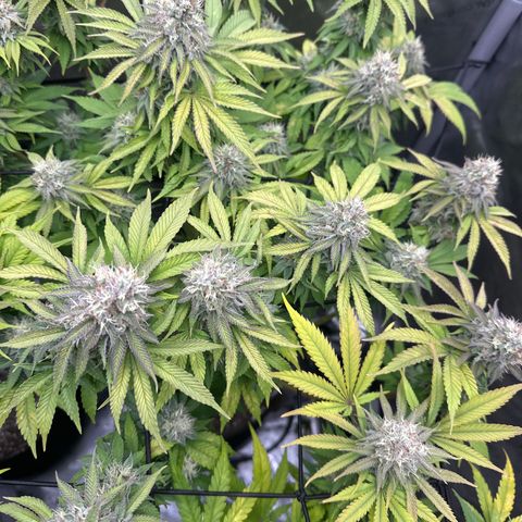 GL#5 growlog timeline photo