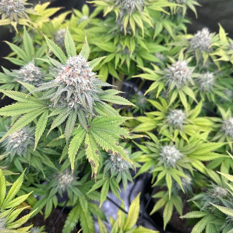 GL#1 growlog timeline photo