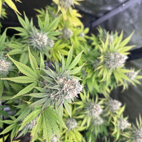 GL#1 growlog timeline photo