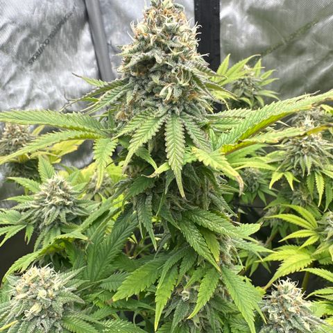 GL#1 growlog timeline photo