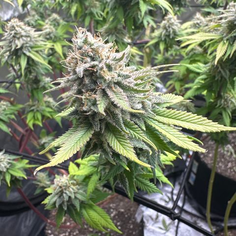 FPOG#1  growlog timeline photo