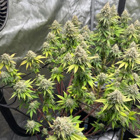 FPOG#1  growlog timeline photo