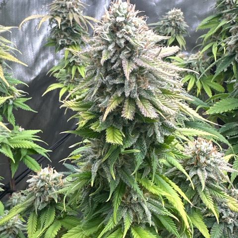 FPOG#1  growlog timeline photo