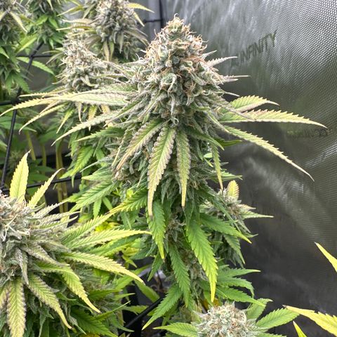 GL#5 growlog timeline photo