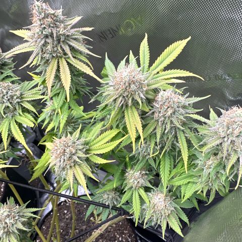 GL#5 growlog timeline photo