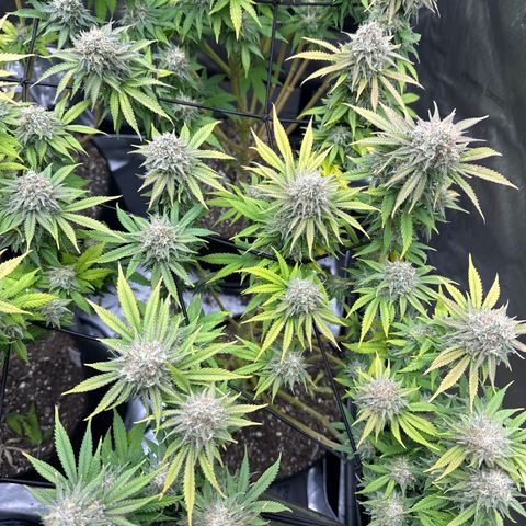 GL#5 growlog timeline photo