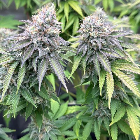 GL #3 growlog timeline photo