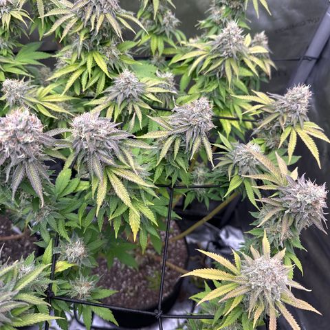 GL #3 growlog timeline photo