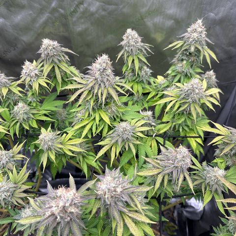 GL #3 growlog timeline photo