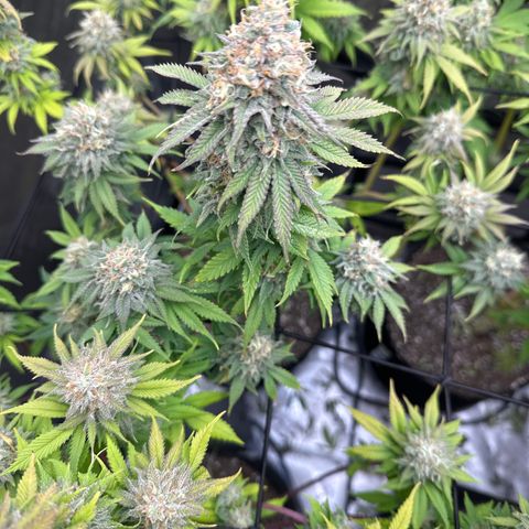 GL#1 growlog timeline photo
