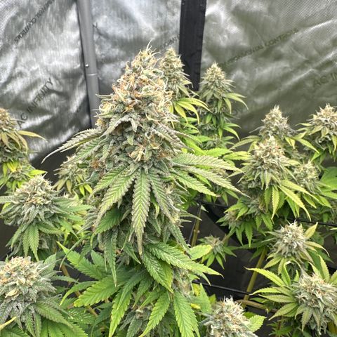 GL#1 growlog timeline photo