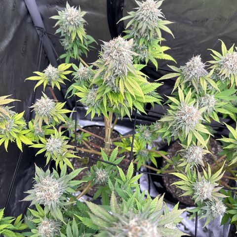 GL#1 growlog timeline photo