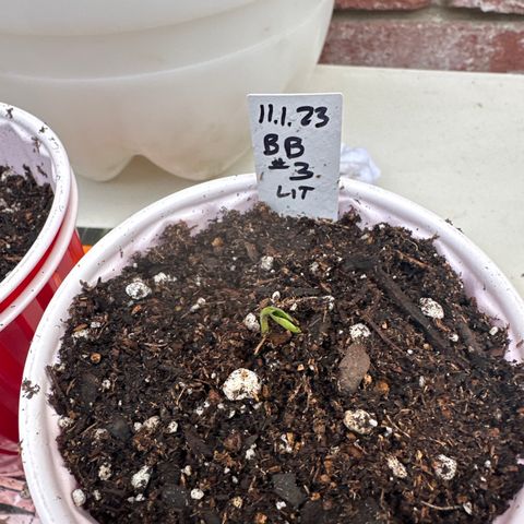 Blue Bath by LIT farms #2 and #3 growlog timeline photo