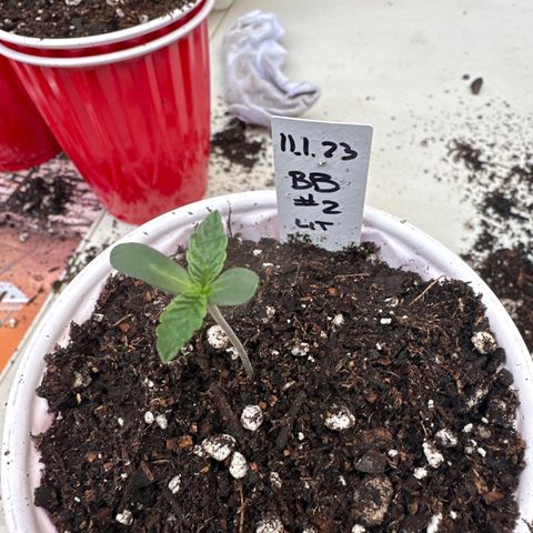 Blue Bath by LIT farms #2 and #3 growlog timeline photo
