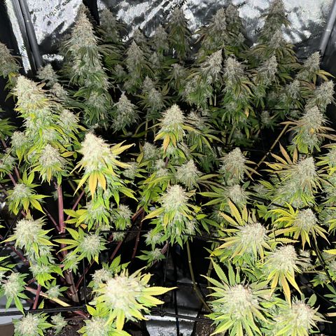 GL #3 growlog timeline photo