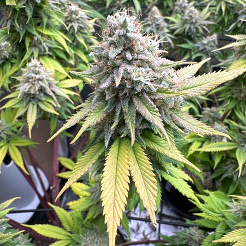 FPOG#1  growlog timeline photo