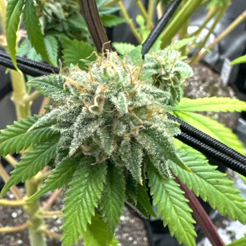 FPOG#1  growlog timeline photo