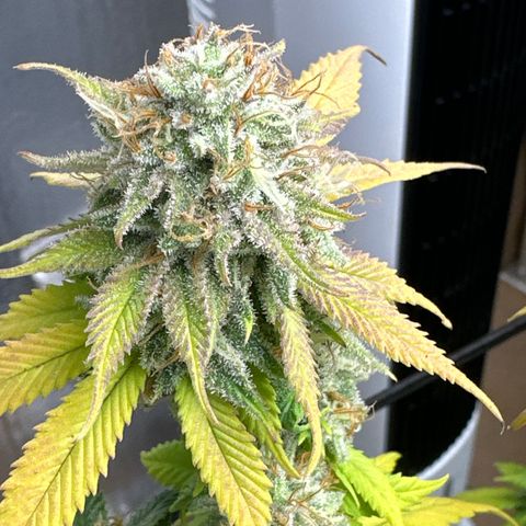 FPOG#1  growlog timeline photo