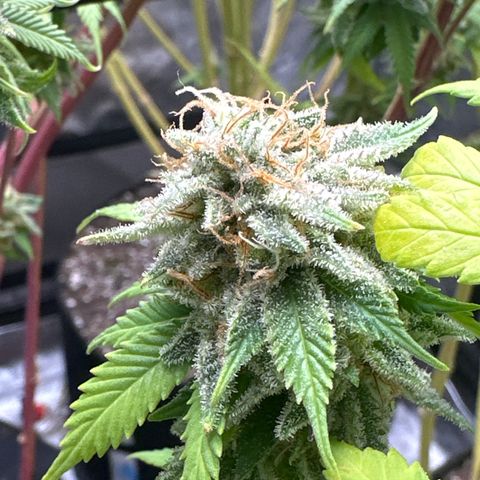 FPOG#1  growlog timeline photo