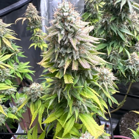 FPOG#1  growlog timeline photo