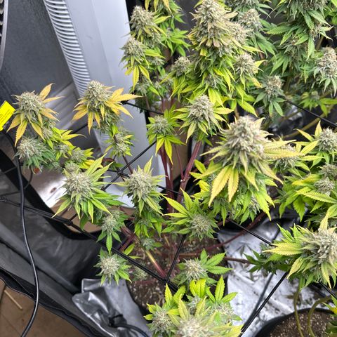 FPOG#1  growlog timeline photo