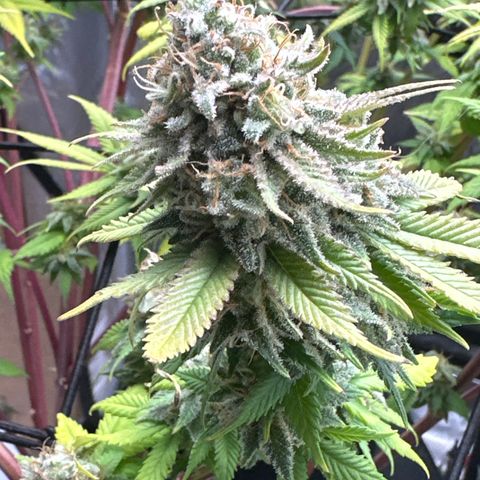 FPOG#1  growlog timeline photo