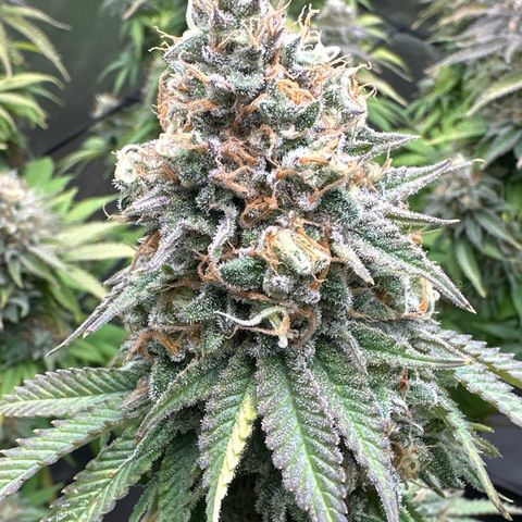 GL #3 growlog timeline photo