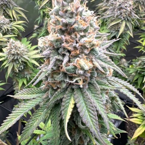 GL #3 growlog timeline photo