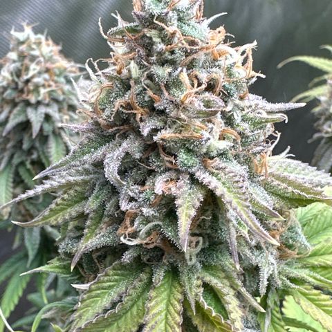 GL #3 growlog timeline photo